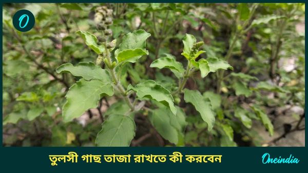 শীতকালে তুলসী পাতা ঝরে যায়, পাতা সবুজ ও সতেজ রাখতে কী করবেন, জানুন 