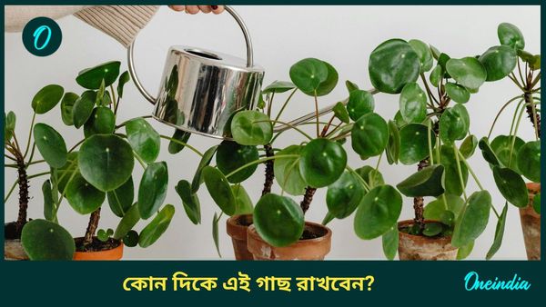 শোওয়ার ঘরে কি মানিপ্ল্যান্ট গাছ রাখা যায়? কী বলছে বাস্তুশাস্ত্র, জানুন 