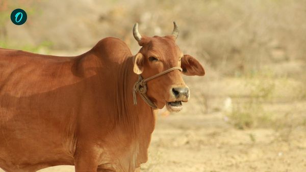 ভারতীয় জাতের গরুর বিশ্বরেকর্ড, ৪০ কোটি টাকায় বিক্রি হল ব্রাজিলে