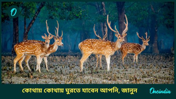 Travel: মনোরম শোভা উপভোগ করতে কম খরচে কলকাতার কাছে এই জায়গাগুলিতে ঘুরে আসুন