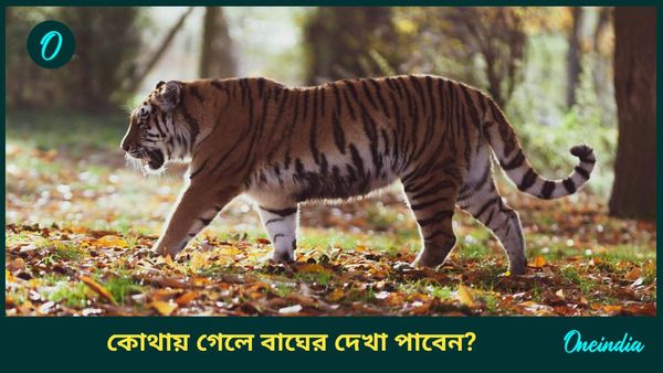 Travel: বাঘকে কাছ থেকে দেখতে চান, রোমাঞ্চকর অভিজ্ঞতা পেতে এই জায়গাগুলিতে ঘুরে আসুন
