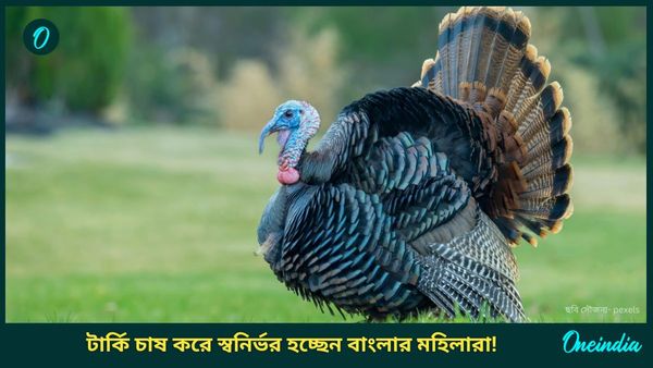 Low Invest Business For Women: টার্কি চাষ করে স্বনির্ভর হচ্ছেন বাংলার মহিলারা! কিন্তু কীভাবে? পারবেন আপনিও