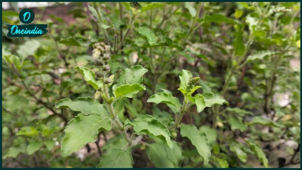 প্রতিদিনই কি আপনার বাড়িতে ঝগড়া, অশান্তি হয়? নিস্তার পেতে বাড়িতে রাখুন এগুলি