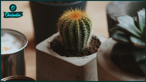 ভুলেও বাড়িতে এই গাছগুলি লাগাবেন না, এতে আপনার অর্থহানি নিশ্চিত!