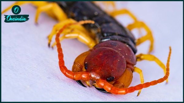 বাড়িতে, স্বপ্নে, সিঁড়িতে তেঁতুল বিছে দেখা কি শুভ, নাকি অশুভ সময়ের ইঙ্গিত?