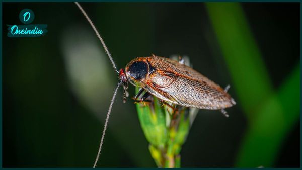 আরশোলার উপদ্রবে অতিষ্ঠ? বাজারচলতি স্প্রে নয়, ব্যবহার করুন এই রাসায়নিক মুক্ত প্রতিকার