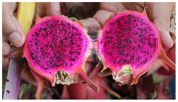 Dragon Fruit Farming: 'সুগার' রোগীদের জন্য মহৌষধ! বাঁকুড়াতে এই ফল চাষ করে লাখে রোজগার করছেন এই যুবক