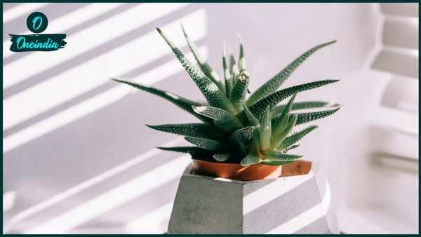 Aloe vera side effects: অ্যালোভেরার অতিরিক্ত ব্যবহারে বাড়তে পারে বিপদ, জেনে-বুঝে ব্যবহার করছেন তো?