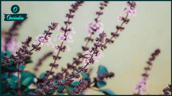 তুলসী গাছে লাল সুতো বাঁধলে দেবী লক্ষ্মীর কৃপা পাবেন, জানুন বাঁধার নিয়ম