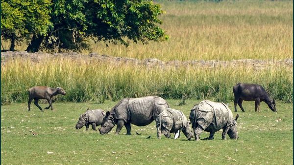 পুজোর আগে পর্যটকদের কাছে সুখবর, গরুমারার আকর্ষণ বাড়াবে ২ গন্ডার শাবক