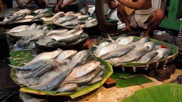 বাংলাদেশ থেকে পুজোর আগে আসছে পদ্মার ইলিশ, তবে ইউনূস সরকার এই পদক্ষেপ কোনও 'সৌজন্য' নয়