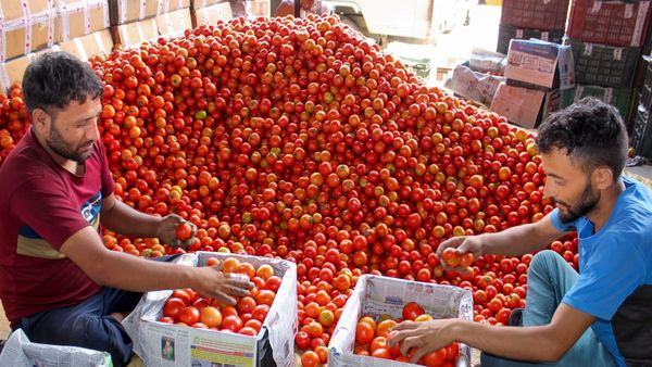 টমেটো ৬০০ টাকা কেজি! পাক-আফগান সংঘাতে বাজারের এ কি হাল? মাথায় হাত সাধারণ মানুষের!