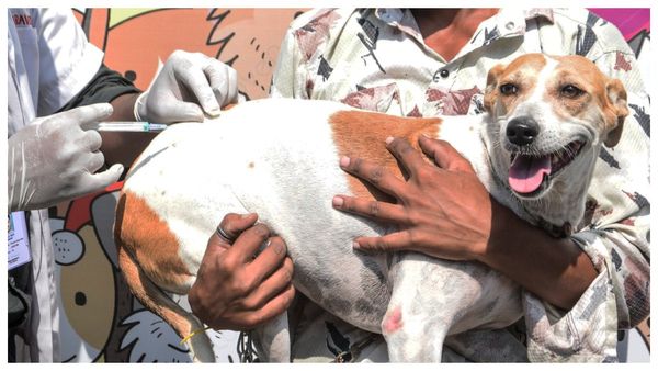 স্কুল,হাসপাতাল সহ গুরুত্বপূর্ণ জনপরিসর থেকে সব পথকুকুর সরিয়ে পুনর্বাসনে সুপ্রিম কোর্টের কড়া নির্দেশ