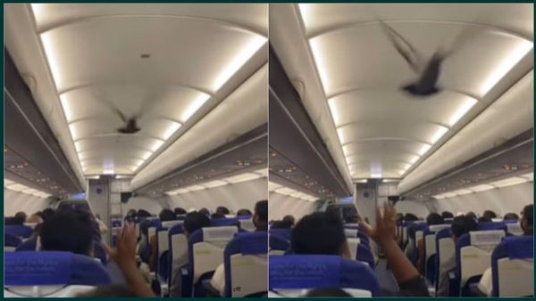 সময় সত্যিই খারাপ যাচ্ছে ইন্ডিগোর! এবার বিমানে পায়রার উপদ্রব, ভাইরাল ভিডিও