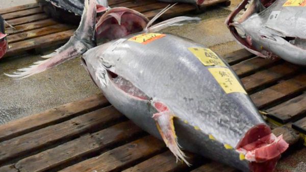 একটি মাত্র মাছের দর উঠল ২৯ কোটি টাকা! টোকিওর নিলামে বিক্রি বিশাল ব্লুফিন টুনা, কী আছে ওই মাছে?