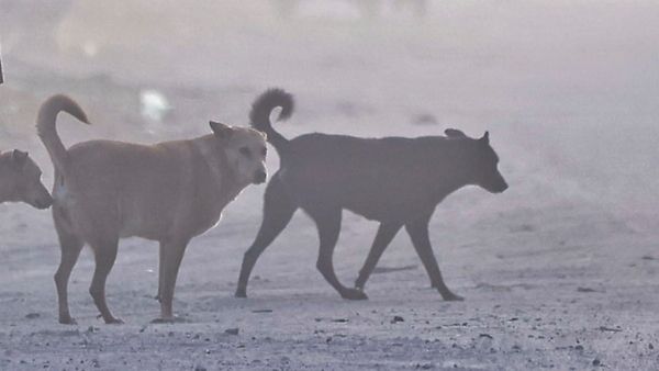পথকুকুরের কামড়ে মৃত্যু হলে রাজ্যকেই তার ক্ষতিপূরণ দিতে হতে পারে! কড়া বার্তা সুপ্রিম কোর্টের