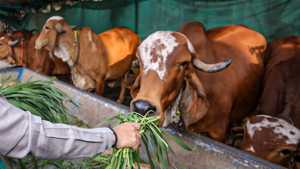 গোমূত্র বা গোবর দিয়ে ক্যানসার চিকিৎসা সম্ভব? জানতে বরাদ্দ সরকারি অর্থ! টাকা গেল কোথায়? ফাঁস রিপোর্টে