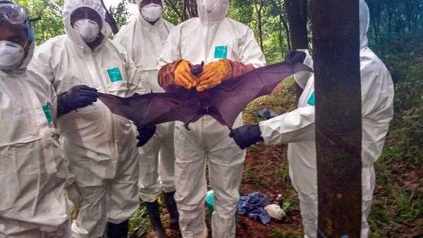 'নিপা' নিয়ে ভয়ংকর তথ্য! আক্রান্তের সংস্পর্শে এসেছেন ৮২ জন, কী হবে বাংলার হাল? জারি হেল্পলাইন নাম্বারও