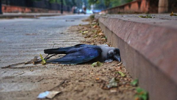 নতুন আতঙ্ক! মৃত্য হচ্ছে একের পর এক কাকের, এবার নজরে কোন ভাইরাস? জারি সতর্কতা