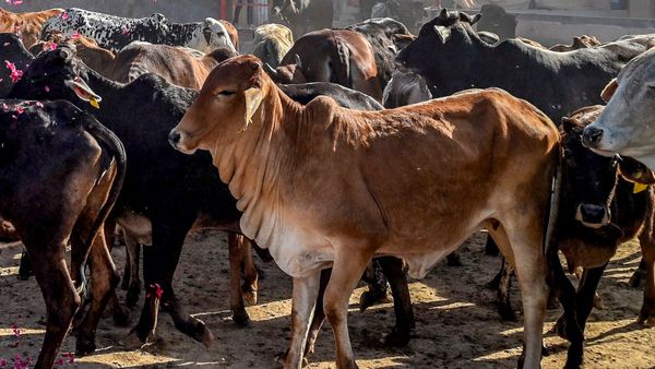 গরুর ধর্ম থেকে বিজ্ঞান! মথুরায় গড়ে উঠছে ভারতের প্রথম 'গো-সংস্কৃতি' জাদুঘর, কেমন হবে এই বিশেষ প্রকল্প?