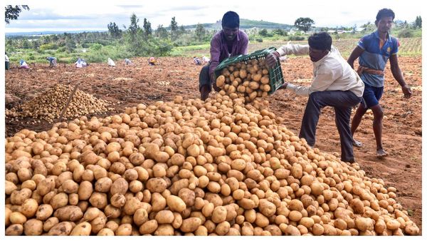 ভোটের আগে চাষিদের স্বস্তি! ৯.৫০ টাকা কেজি দরে আলু কিনবে রাজ্য সরকার