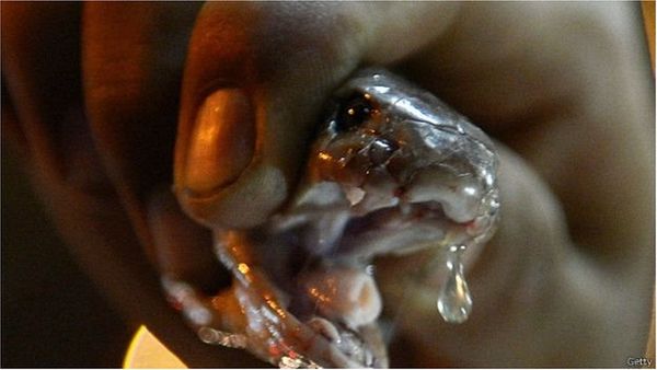 ঢাকায় অর্ধশত কোটি টাকার সাপের বিষ উদ্ধার