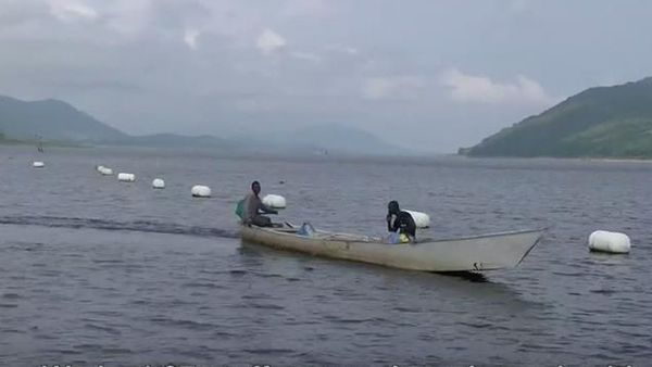 গানায় তেলাপিয়া মাছ নিয়ে উদ্বেগ কেন?