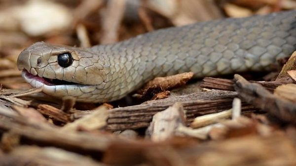তেলাপোকার নামে সাবেক প্রেমিক বা প্রেমিকার নামকরণ