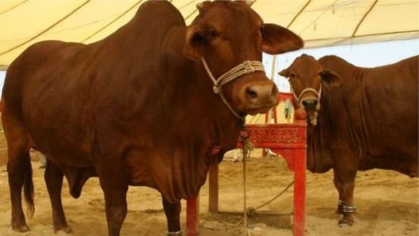 কোরবানির বর্জ্য পরিষ্কারে কী করবেন