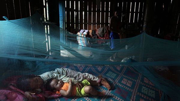 ডেঙ্গু: ঢাকার বাইরে রোগটি ছড়াচ্ছে এডিস মশার যে প্রজাতিটি