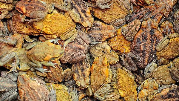 বিষাক্ত ব্যাঙের বিস্তার ঠেকিয়ে দিচ্ছে ইঁদুর