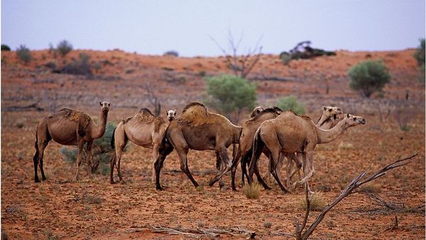 ১০ হাজার উট মেরে ফেলবে অস্ট্রেলিয়া