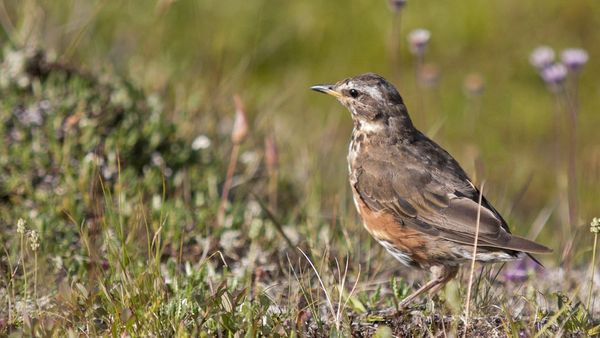 প্রাণীরাও সংখ্যা বোঝে এবং হিসেব করে - কিন্তু কীভাবে করে, কেন করে?