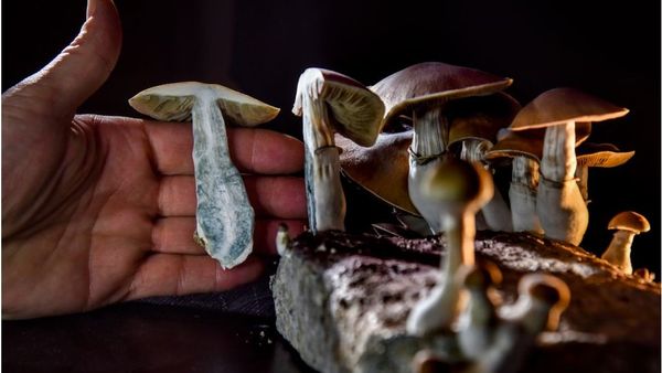 ম্যাজিক মাশরুম: অপ্রচলিত এই মাদক কী, এটি দেহে কী প্রভাব সৃষ্টি করে, কী ক্ষতি করে?