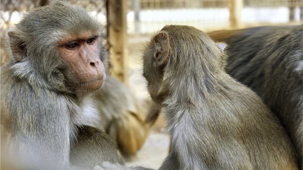 বন্য পশু: বাংলাদেশে চিড়িয়াখানার প্রাণী বিক্রি করা হচ্ছে, যেসব শর্ত মানতে হবে