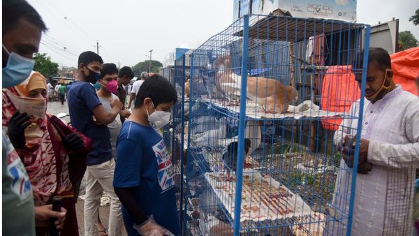 কবুতর: বাংলাদেশে বাড়ছে দামী জাতের পালন, হচ্ছে কবুতরের রেসিং, রয়েছে কবুতরের খামার