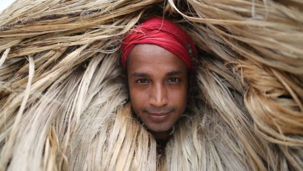 বাংলাদেশে পাটের দাম ও চাষ বাড়ছে, সোনালী আঁশের দিন কি আবার ফিরে আসছে?