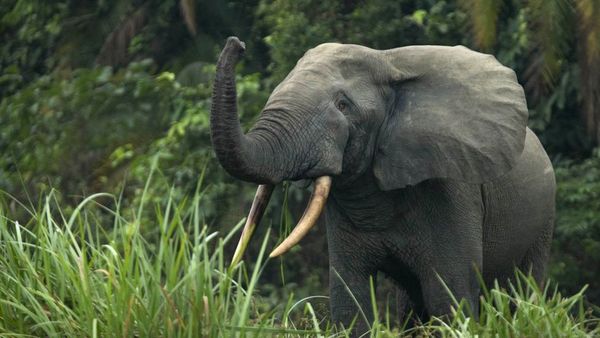 ঘোড়ার দাম ছয় কোটি ডলার: বিশ্বের সবচেয়ে মূল্যবান প্রাণী যেগুলো