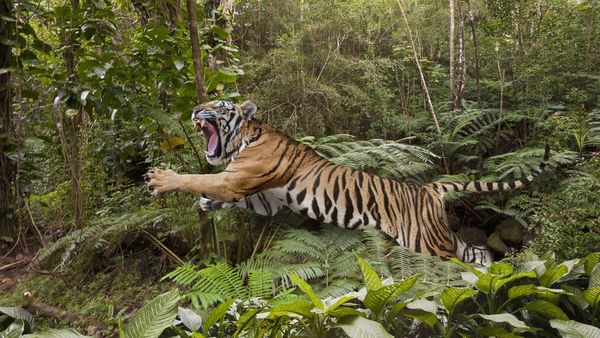 ভাষা: বাবরি চুল - কবি কাজী নজরুল ইসলাম, মুঘল সম্রাট বাবর না অন্য কোথাও থেকে বুৎপত্তি এই শব্দ যুগলের?
