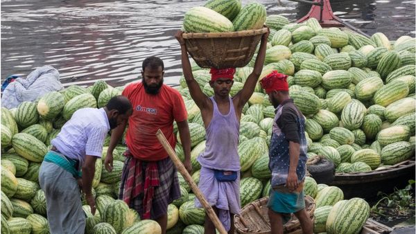 বাংলালিংক, ব্লাককুইন, হানিডিউ,গোল্ডেন গ্লামার কিংবা সাগর কিং - তরমুজের নানা বাহারি জাত এখন বাংলাদেশে