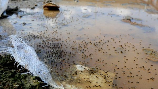 মশা: মশারির চাপে পড়ে মশার আচরণে পরিবর্তন, বলছেন বিজ্ঞানীরা