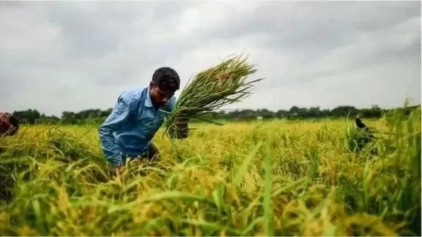 জ্বালানি সংকট: বাংলাদেশে সার কারখানা বন্ধ হয়ে যাওয়ায় কৃষিতে কী প্রভাব পড়বে
