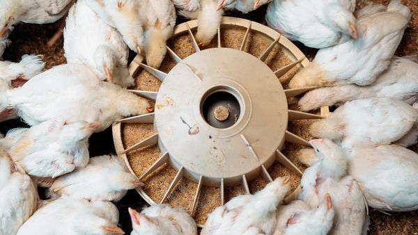 দ্রব্যমূল্য: কেন এতো বাড়ল মুরগি ও ডিমের দাম, কী বলছেন বিক্রেতারা