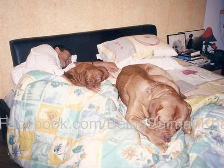 ફેસબુક પર દેખાયું સલમાનનો કૂતરા સાથેનો પ્રેમ