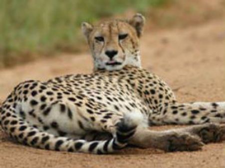 જુનાગઢના ઝૂમાં માદા ચિત્તાનું મોત