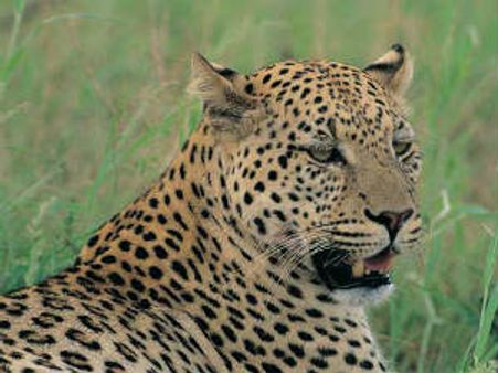 ભોપાલમાં 'કેટરીના'નું મોત...!