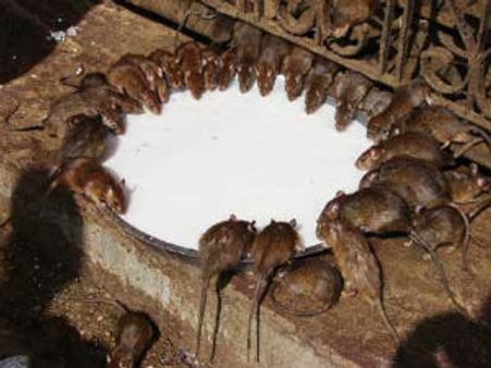 દેશનોકમાં આવેલું કરણીમાતાનું મંદિર જાણીતુ છે 'ચૂહેવાલે મંદિર' તરીકે