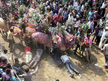 માણસો કચડાયા હજારો ગાય-બળદના પગમાં