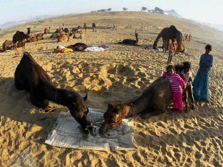 ઊંટના વેચાણને લઇને વધુ જાણીતો મેળો