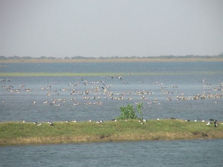 વિદેશી પક્ષીઓનુ આગમન